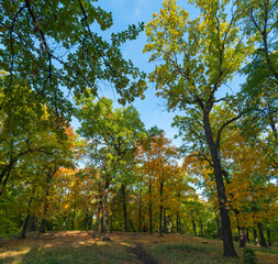 Colorful bright autumn in the morning forest