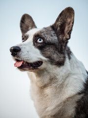 Handsome Gray Corgi Dog Shows Standard Stance And Portrait B Pet Training