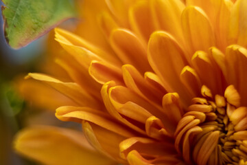 orange autumn color macro of Chrysanthemum flower