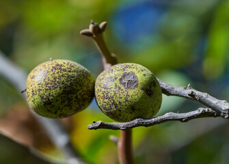 Walnuts on branches closeup