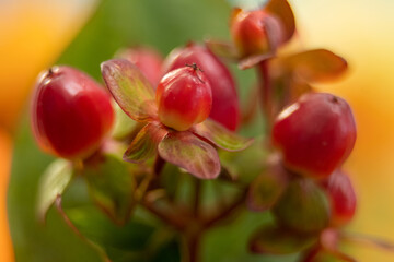 Obraz premium Red berry hypericum with green leaves in bouquet
