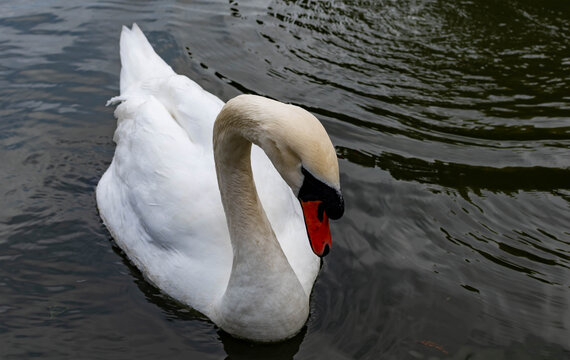 Close up shot of swan while simming on a pond