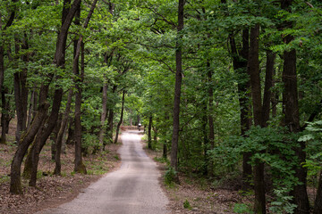 Tourist hiking path in oaktree forest in Bakony hegyseg, Hungary, Europe