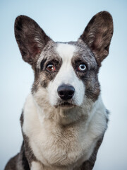 Naklejka na ściany i meble Handsome Gray Corgi Dog Shows Standard Stance And Portrait B Pet Training