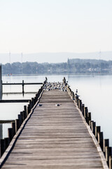 an abandoned pier full of seagulls