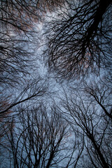 bare branches in the sky