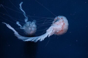 jellyfish in the water