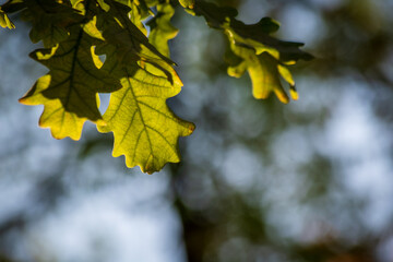Green oak leaves on a blurry background