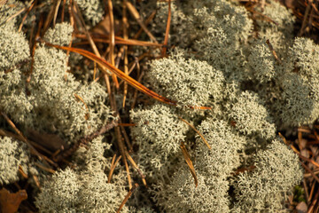 moss on the ground