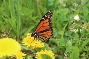 butterfly on a flower