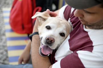 Happy dog in the arms of a guy. The guy takes care of the labrador.