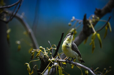 Yellow-bellied sunbird sunbird is common across southern China and Southeast Asia to Queensland and...