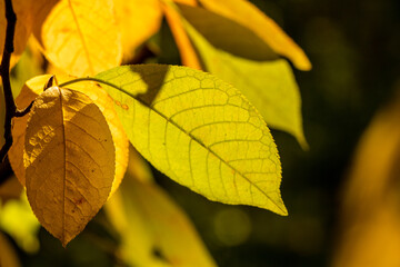 autumn leaves on the ground