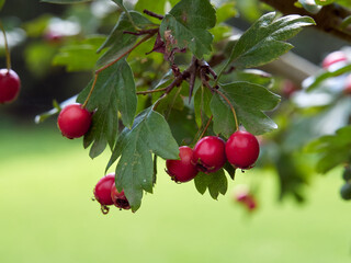 Fruits of hawthorn growing wild on the shrub. A thorny shrub or tree of the rose family and small dark red fruits.Crataegus monogyna.  Medicinal plant.