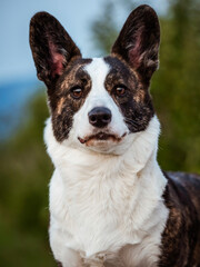 Naklejka na ściany i meble Brown Corgi Dog Shows Standard Stance And Portrait B Pet Training