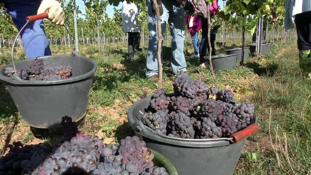 Weinlese: Handlese von Sp&auml;tburgunder Weintrauben