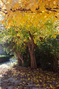 Autumn gradation