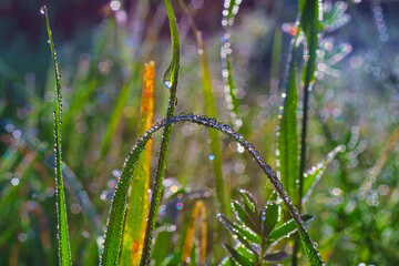 dew on grass