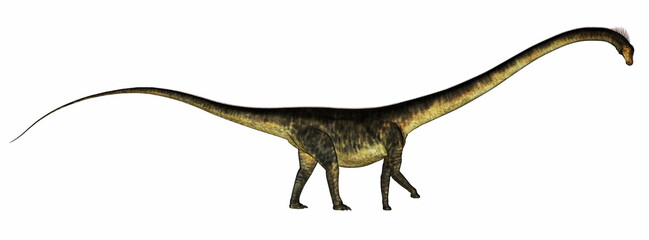 Barosaurus dinosaur walking isolated in white background - 3D render