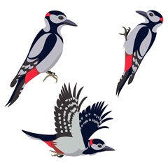 Three figures of a flying, sitting and pecking woodpecker - obrazy, fototapety, plakaty