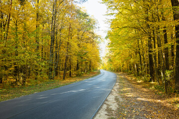 Fototapeta premium Asphalt road through the autumn yellow forest