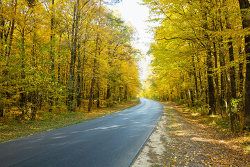 Asphalt road through the autumn yellow forest