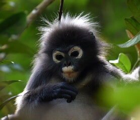 Fototapeta na wymiar Cute langur monkey sitting in a tree in the jungle