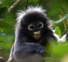 Close up of a langur monkey looking for food in the jungle