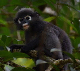 Naklejka na ściany i meble Beautiful langur monkey resting in a tree in the jungle