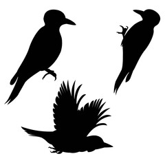 Three figures of a flying, sitting and pecking woodpecke rsilhouettes