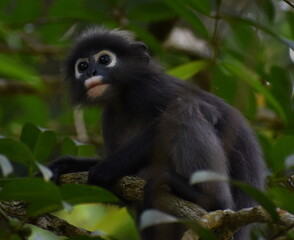 Cute langur monkey sitting in a tree in the jungle