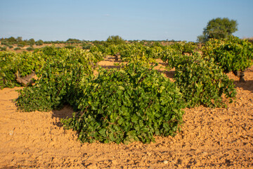 Fototapeta na wymiar Viña de uva blanca