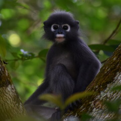 Beautiful young langur monkey looking at the camera in the jungle