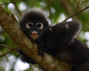 Beautiful langur monkey looking at the camera in a tree in the jungle