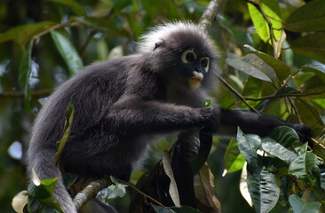 Beautiful langur monkey in a tree in the jungle