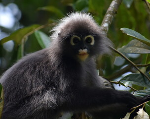 Cute langur monkey looking at the camera in the jungle