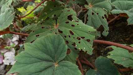 Big green leaves with a many hole