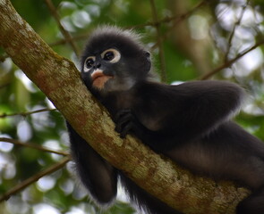 Cute langur monkey resting in a tree in the jungle
