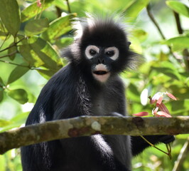 Tired langur monkey sitting in a tree in the jungle