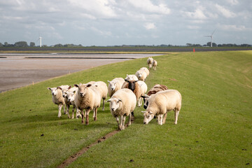 Sheep on the dike near the Wadden Sea in the Groningen landscape near the lauwersmeer area, the Netherlands