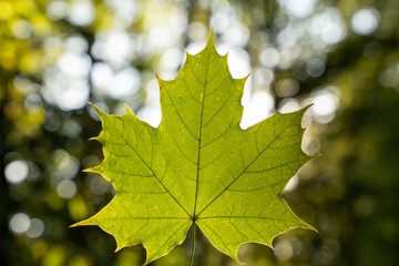 Beautiful leaf in forest with ray of sun 