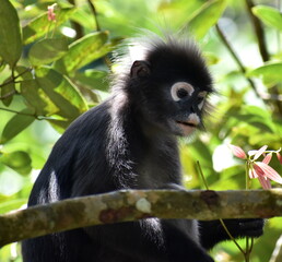 Langur monkey resting in a tree in the jungle