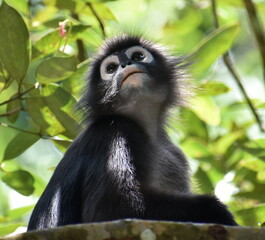 Cute langur monkey sitting in a tree in the jungle
