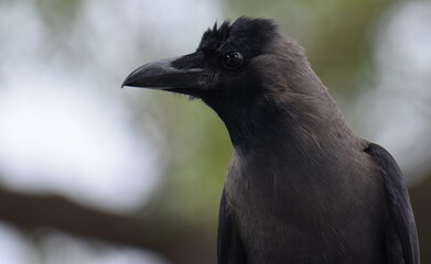 Close up of a crow sitting in a tree