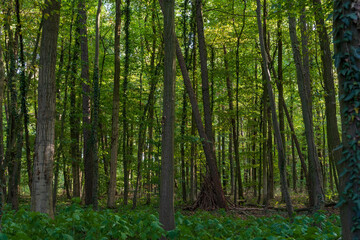 Fototapeta na wymiar Beautiful forest path as background 
