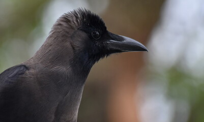 Close up of the head of a crow in a tree