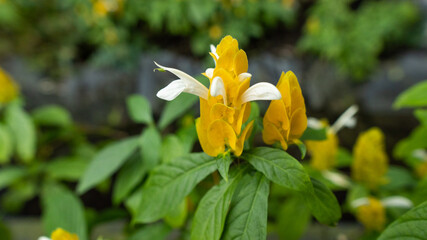 Yellow flowers in a green tree bush