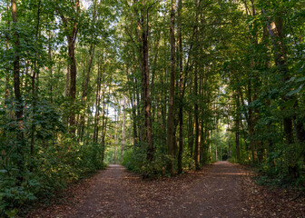 Fototapeta na wymiar Beautiful forest path as background 
