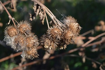 close up of a thistle