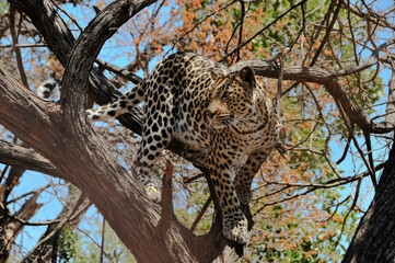 Fototapeta na wymiar A leopard at full attention in an acacia tree in the Kruger National Park